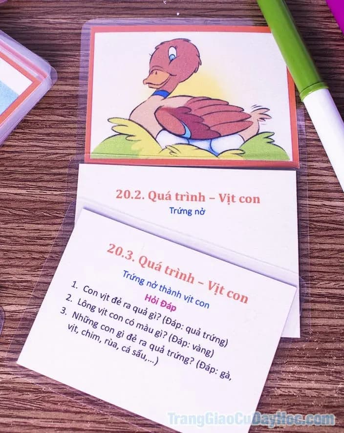 115 thẻ khám phá quá trình